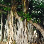 Indian Banyan