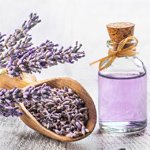 Lavender Oil